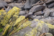 NZ2015-207  Tauranga Bay - seal colony. : 2015, New Zealand