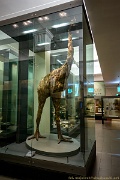 NZ2015-044  "Reconstructed" moa bird in museum. : 2015, New Zealand
